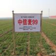 中信麥99(冀審麥2016012號) 中信麥99(冀審麥2016012號)
