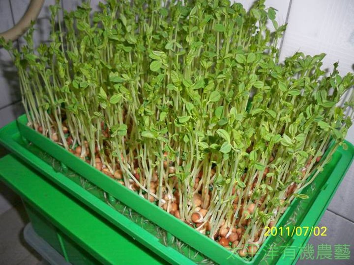 豌豆芽苗栽培