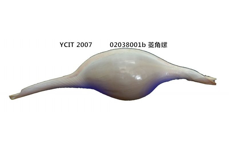 玫瑰菱角螺 玫瑰菱角螺