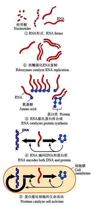 圖1 一個假想的RNA世界的起源模式