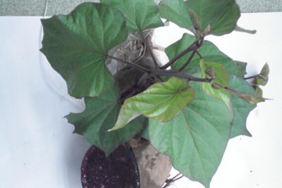 濟紫薯1號 濟紫薯1號