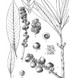 胡頹子葉柯 胡頹子葉柯