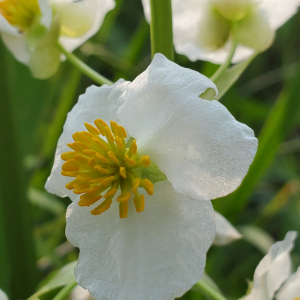 Sagittaria brevirostra