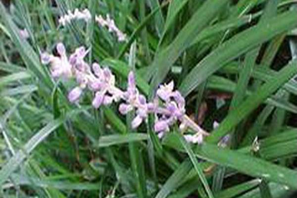 Liriope muscari \x27Big Blue\x27 Liriope muscari \x27Big Blue\x27