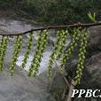 中國旌節花