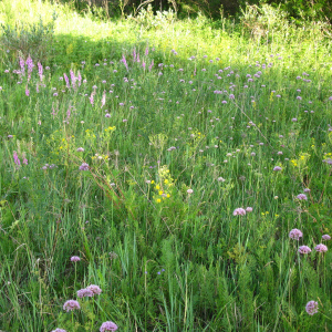Allium senescens