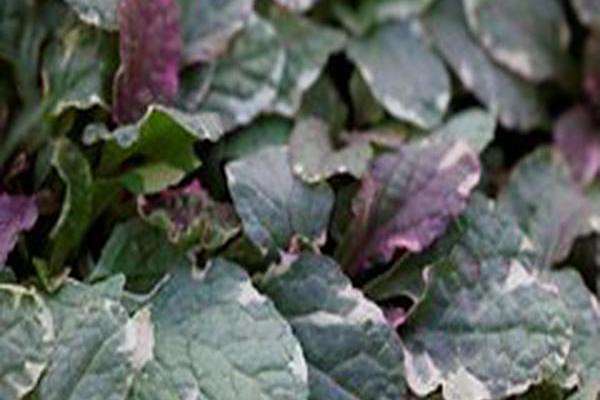 Ajuga reptans \x27Burgundy Glow\x27
