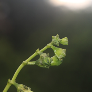 Chelonanthus hamatus