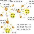 核轉變 核轉變