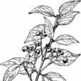 疏刺衛矛 疏刺衛矛