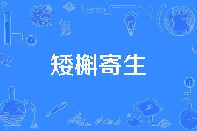 矮槲寄生 矮槲寄生