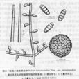 西疇瓊楠