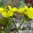 莖葉葶花 莖葉葶花