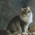 西伯利亞森林貓(西伯利亞貓)