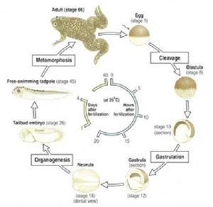 非洲爪蟾的生命周期
