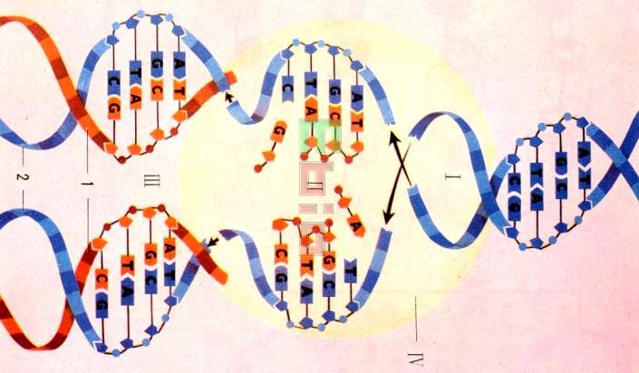 DNA複製(DNA雙鏈在細胞分裂以前進行的複製過程)