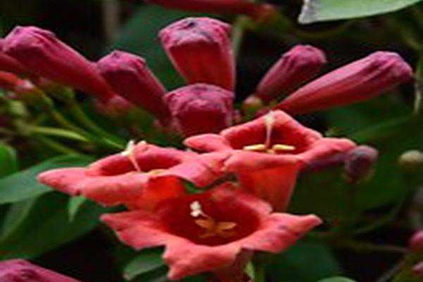 Bignonia capreolata \x27Atrosanguinea\x27