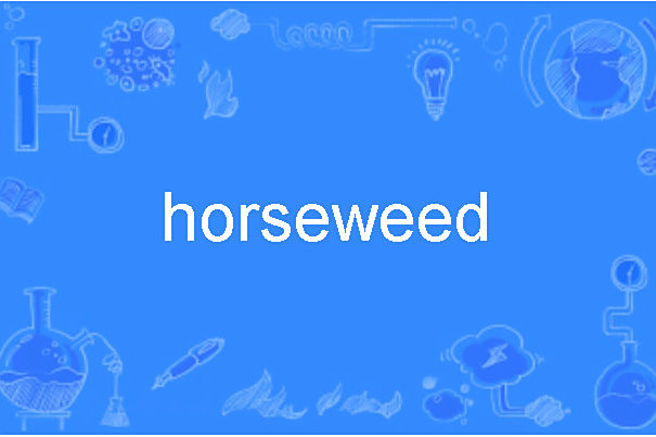 horseweed horseweed