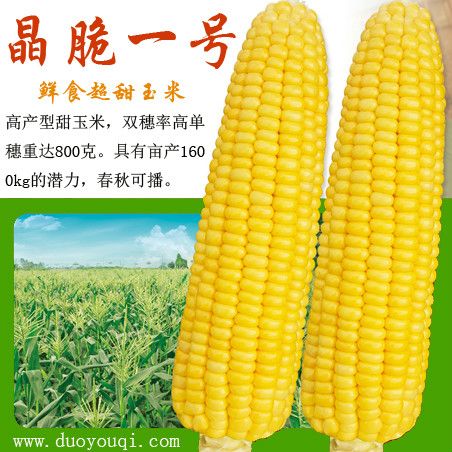 晶脆一號 晶脆一號