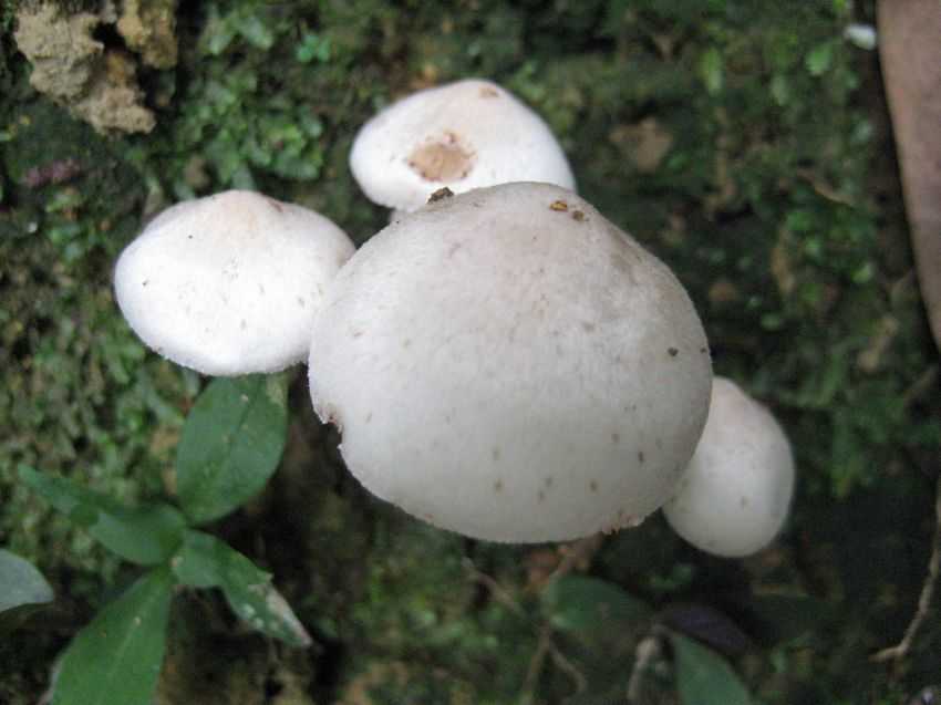 蘑菇科