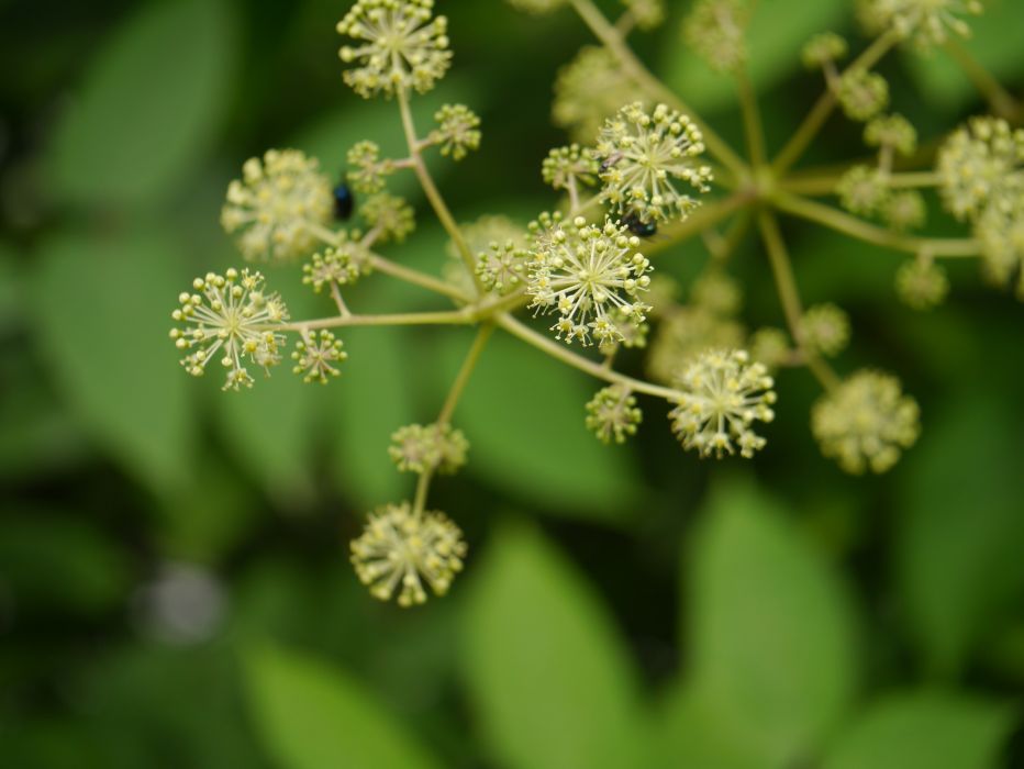 Aralia cachemirica Aralia cachemirica