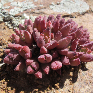 Stomatium murinum
