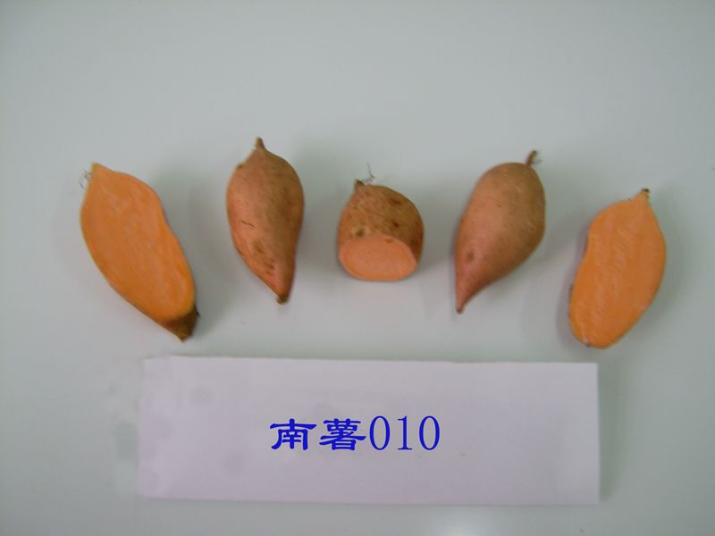 南紫薯008 南紫薯008
