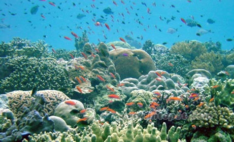 海洋生物多樣性