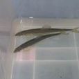 仙胎魚 仙胎魚
