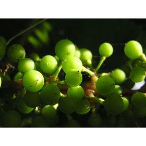 葡萄(Vitis vinifera)
