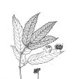光葉火筒樹 光葉火筒樹