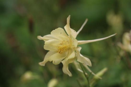 Aquilegia caerulea Aquilegia caerulea