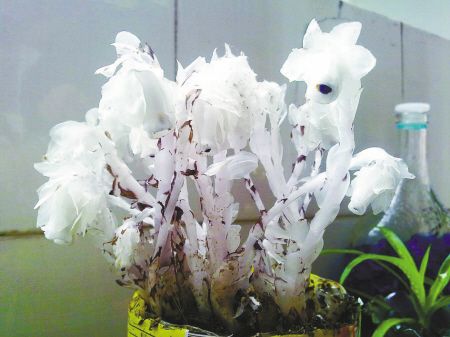 幽靈之花 幽靈之花