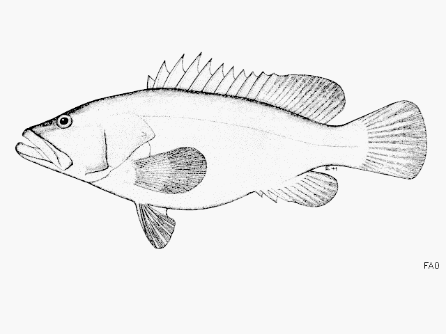 九州石斑魚