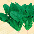秋綠菠菜 秋綠菠菜