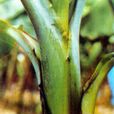 香蕉束頂病 香蕉束頂病