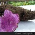 晉山藥1號 晉山藥1號