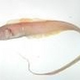 史氏赤刀魚 史氏赤刀魚