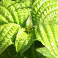 野靛棵 野靛棵