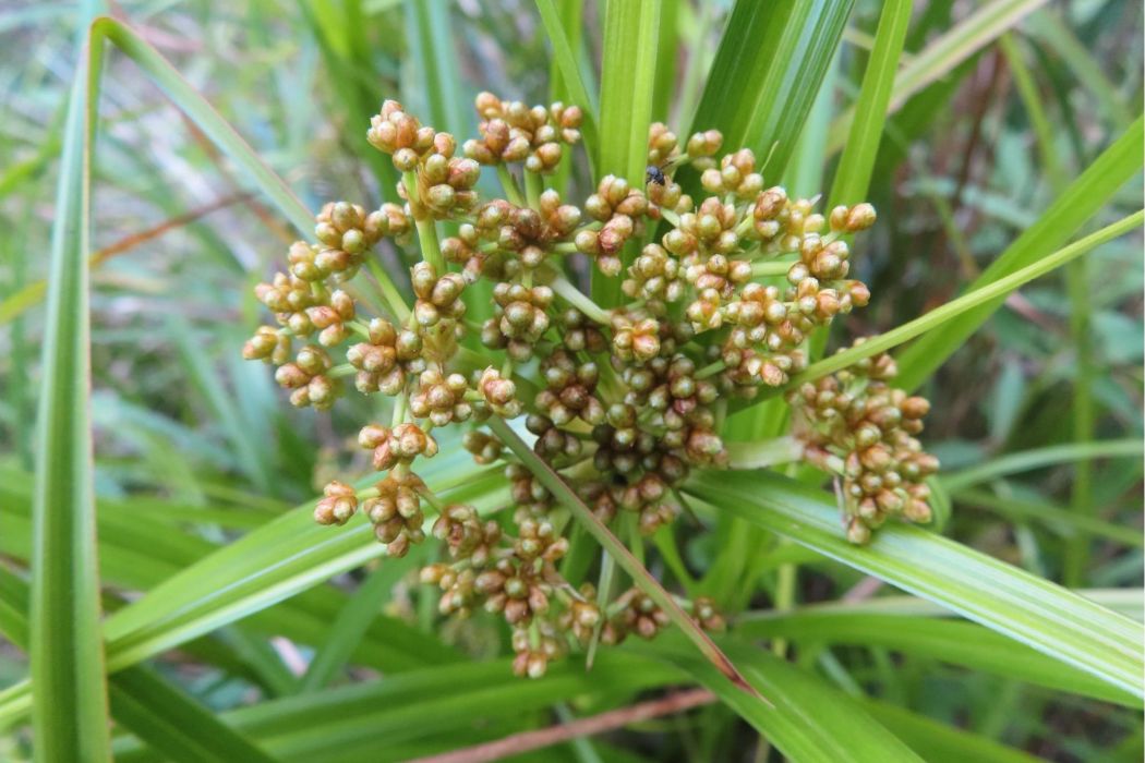 大藨草屬 大藨草屬