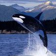 whale whale