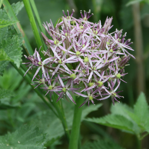 紙花韭 紙花韭