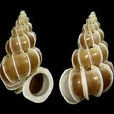 鈍角海螄螺