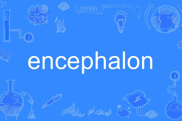 encephalon encephalon