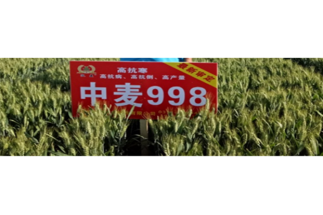 中麥998 中麥998