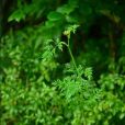 全葉山芹(植物) 全葉山芹(植物)