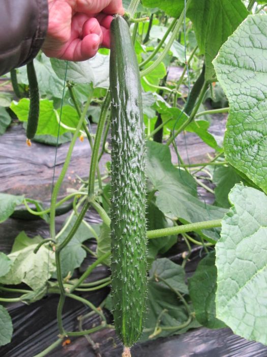 川綠1號 川綠1號
