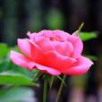 幽會(薔薇屬月季栽培品種) 幽會(薔薇屬月季栽培品種)