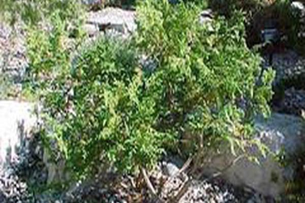 Chamaecyparis pisifera \x27Golden Pincushion\x27