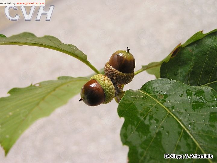 銳齒槲櫟（變種）